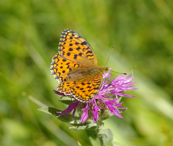 Speyeria aglaja LINNAEUS, 1758, mâle. Super Sauze, 2060 m (Alpes-de-Haute-Provence), 6 août 2009. Photo : J.-M. Gayman