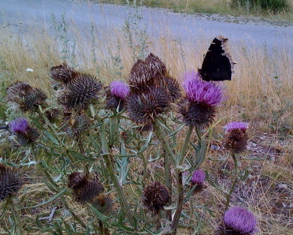 Nymphalis antiopa LINNAEUS, 1758. Maurin, 1930 m (Alpes-de-Haute-Provence). 9 août 2009. Photo : J.-M. Gayman