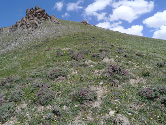 Biotope de Zygaena (A.) magdiana, Polyommatus persephatta minuta GRUM-GRISHMAÏLO, 1890, et eumedon ESPER, 1780. Hissar Mts, Anzob Pass, 3430 m, 28.VII.2009, Tadjikistan. Photo : J.-F. Charmeux