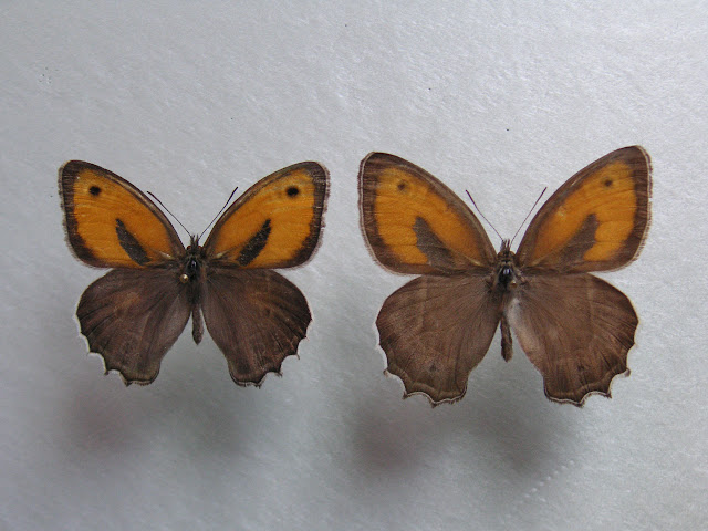À gauche : Hyponephele davendra seravschanica LUKHTANOV, V. A., 1997 (recto). 35 km au nord de Dushanbe (Tadjikistan), 1505 m, 5.VII.2009. À droite : Hyponephele latistigma MOORE, 1893. B?yer Ahmad K?h-e Din?r env. Sisaht, 3000 m (Iran). 5.VII.2001. Photo : J.-F. Charmeux