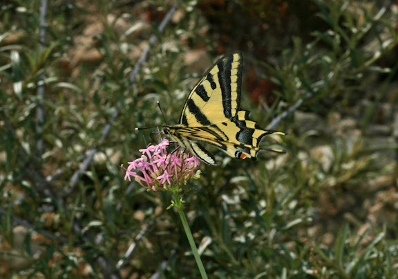 Papilio alexanor ESPER, 1799, environs de Saint-Crépin, Hautes-Alpes (1000-1300m), juillet 2008. Photo : Luc Manil