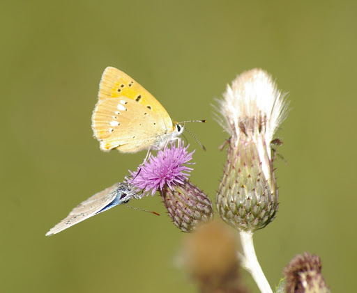 Heodes virgaureae LINAAEUS, 1758, verso. Super Sauze, 1700 m (Alpes-de-Haute-Provence), 8 août 2009. Photo : J.-M. Gayman