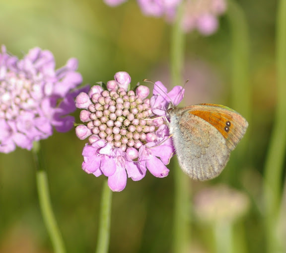 Erebia cassioides aquitania FRUHSTORFER, 1909, femelle, verso. Super Sauze, 2160 m (Alpes-de-Haute-Provence), 6 août 2009. Photo : J.-M. Gayman