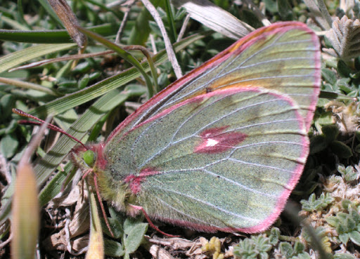Colias eogene erythas GRUM-GRSHIMAILO, 1890. Mukhur-Chechekty, 4300 m. 24 juillet 2007. Photo Jean Michel.