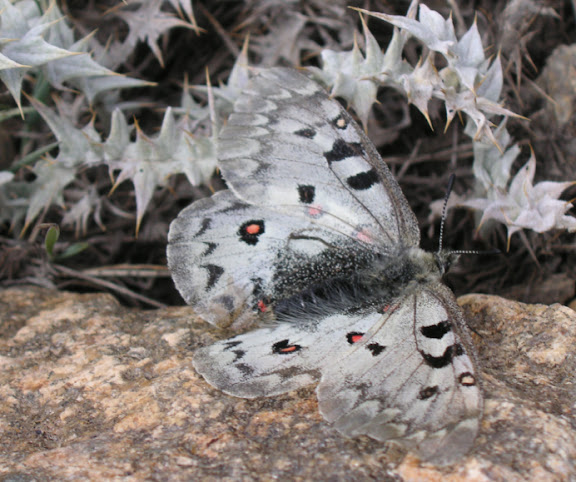 Parnassius jacquemonti pamirus BANG-HAAS, 1927. Kuh-i-Lal, 3600 m, 15 juillet 2007. Photo : J. Michel