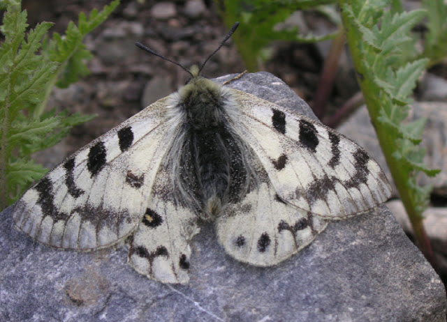 Parnassius staudingeri illustris GRUM-GRSHIMAILO, 1888. Anzob Pass, 3300 m, 3 août 2007. Photo : Jean Michel