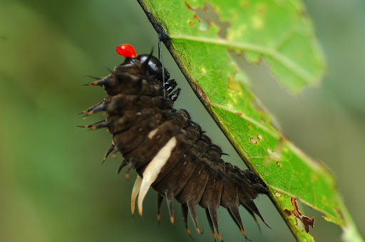 Chenille d'Ornithoptera priamus poseidon, montrant l'osmeterium, se préparant à la nymphose. Mokwam, Arfak, 22 août 2007. Photo : G. Zakine