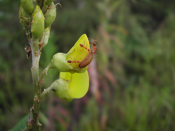 Myrmécophilie : chenille de lycène entourée de fourmis. Mokwam, Arfak, août 2007. Photo : Gilles Richard