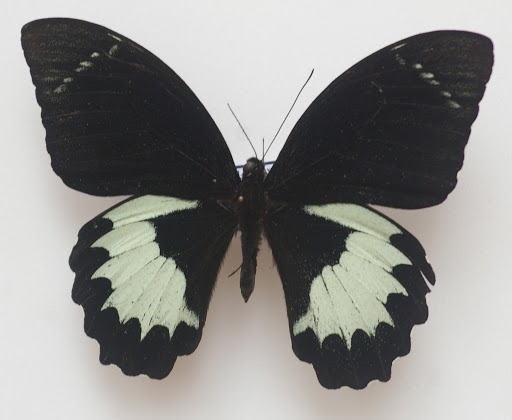 Papilio aegeus ormenus GUÉRIN-MÉNEVILLE, 1831, mâle. Warkapi, Arfak, 27 août 2007. Photo : J.-M. Gayman