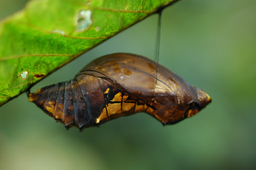Chrysalide d'Ornithoptera priamus. Mokwam, Arfak, 21 août 2007. Photo : G. Zakine