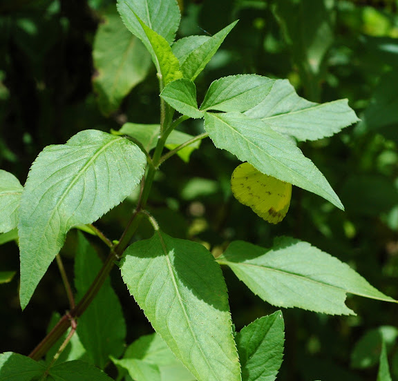 Eurema blanda BOISDUVAL, 1836, femelle. Meni, Arfak, 24 août 2007. Photo : G. Zakine