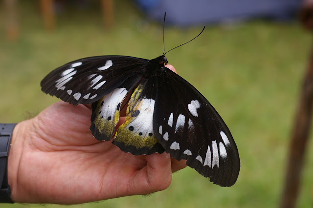 Ornithoptera paradisea arfakensis JOICEY & NOAKES, 1916, femelle. Mokwam, Arfak, 19 août 2007. Photo : Jean-Marc Gayman