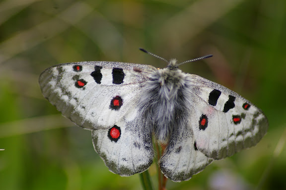 Parnassius (Parnassius) tianshanicus astrictio OHYA, 1988. Chon Ashuu (3600 m), Kyrgyzistan, 8 juillet 2006. Photo : Jean-Marc Gayman