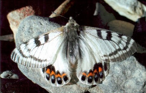 Parnassius (Kailasius) autocrator AVINOV, 1913, mâle. Vallée de la Pshart, 4300 m. 25 juillet 2005. Photo : Vasili Neforosny