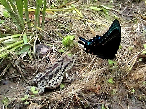 Papilio maackii MÉNÉTRIÈS, 1859 (et crapaud) - Monts Sinyi. Photo : N. N. Balatskij