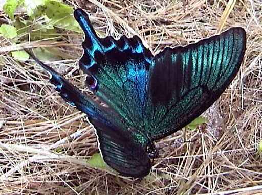 Papilio maackii MÉNÉTRIÈS, 1859 - Monts Sinyi. Photo : N. N. Balatskij