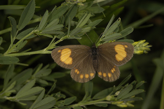 Été 2006 : Expédition au Kyrgyzistan - Erebia turanica susamyra LUKHTANOV, 1999, Kekemeren, 1er juillet 2006. Photo : B. Lalanne-Cassou