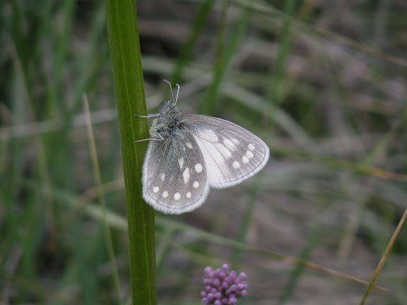 Été 2006 : Expédition au Kyrgyzistan - Coenonympha sunbecca sunbecca EVERSMANN, 1843. Confluent de l'Ottuk et de la Sary Dzhaz, 8 juillet 2006. Photo : F. MIchel