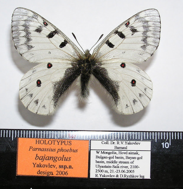 Parnassius phoebus bajangolus ssp. nova YAKOVLEV, 2006, holotype mâle. Khovd dist., Mongolie occidentale. Photo : Roman Yakovlev