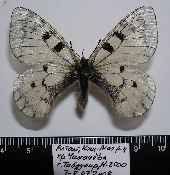Parnassius (Driopa) ariadne erlik YAKOVLEV, 2009, mâle, paratype.
