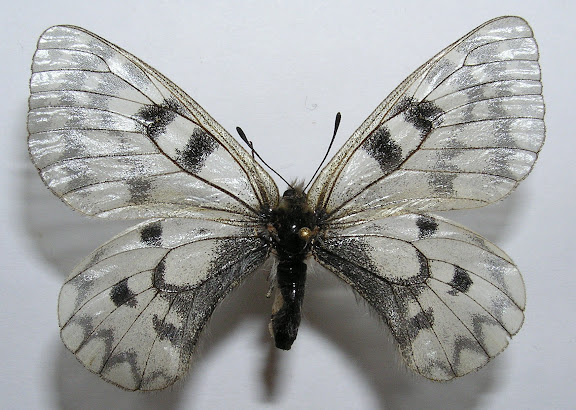 Parnassius (Driopa) ariadne erlik YAKOVLEV, 2009, femelle, paratype.