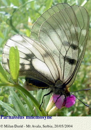 Parnassius (Driopa) mnemosyne craspedontis FRUHSTORFER, 1908. Mont Avala (500 m), Serbie, 25 mai 2004. Photo : Milan Djuric