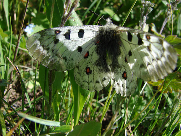 Parnassius (Parnassius) jacquemonti variabilis STICHEL, 1907. Muk, 3400 m, vallée de la Muksu (Monts Pierre-le-Grand), 10 juillet 2007. Photo : Emmanuel Zinszner