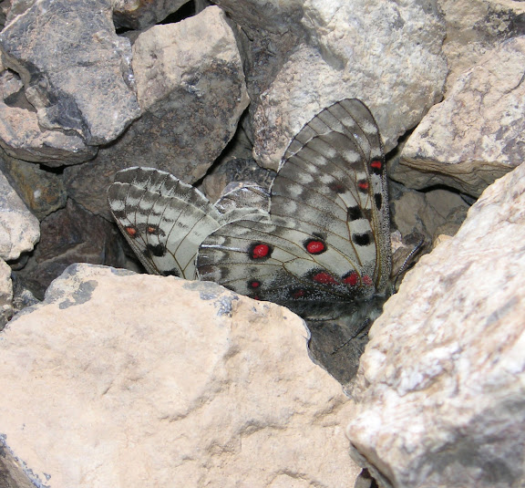 Couple de Parnassius jacquemonti pamirus : femelle à droite. Ayu Keziu, au-delà de l'Ak Su, 35 km à l'est de Murghab, Pamir, Tadjikistan, 25 juillet 2007. Photo : F. Michel