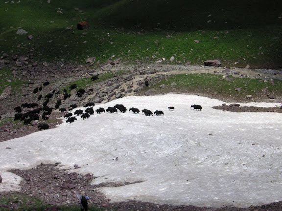 Troupeau de yaks au-dessus de Muk, 3400 m, vallée de Muksu, Tajikistan, 10 juillet 2007. Photo : F. Michel