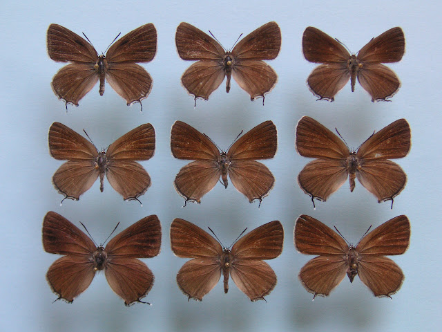 1, 2, 3 : Satyrium (Superflua) mirabilis ERSCHOFF, 1874 