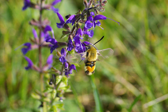 Hemaris tityus LINNAEUS, 1758. Hautes-Lisières (Rouvres, 28), 31 mai 2010. Photo : J.M. Gayman