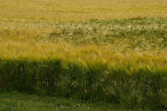 Les Hautes-Lisières (Rouvres, 28), 5 juin 2010. Photo : J.-M. Gayman