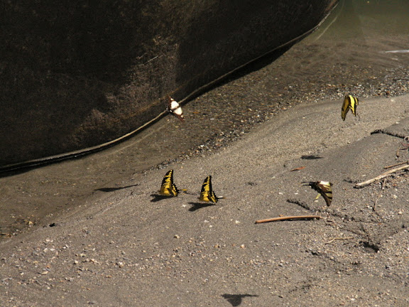 Papilionini : probablement Papilio (Heraclides) thoas cinyras MÉNÉTRIÉS, 1857, mâles. Berges du rio Tono (près de Pilcopata), 17 juillet 2007. Photo : Josh