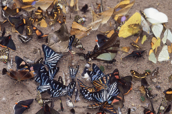 Papillons "mud-puddlant" (près d'une vingtaine d'espèces différentes !). Vallée de Kosñipata, nov. 2009. Photo : B. H. Purser