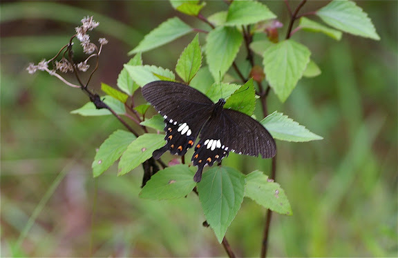 Papilio polytes LINNAEUS, 1758, femelle f. cyrus. Cang Shan (2400 m) au-dessus de Xizhou (Yunnan), 6 août 2010. Photo : J.-M. Gayman