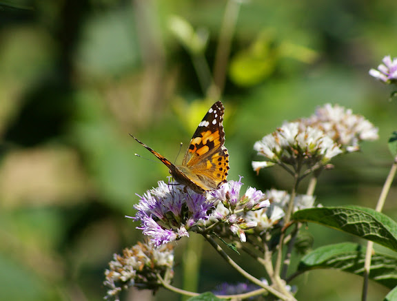 Vanessa cardui LINNAEUS, 1758. Cang Shan (2400 m) au-dessus de Xizhou (Yunnan), 6 août 2010. Photo : J.-M. Gayman