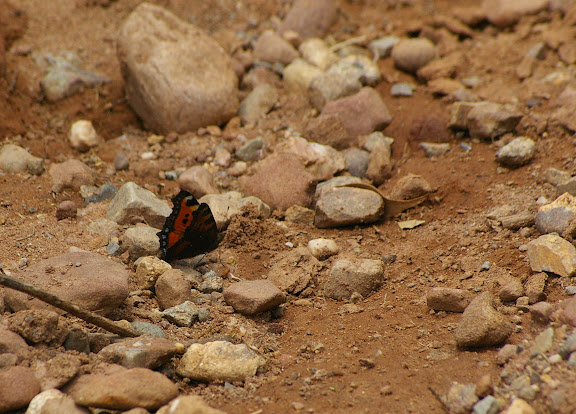 Aglais urticae LINNAEUS, 1758. Ouest de Shaxi (Yunnan), 3000 m, 10 août 2010. Photo : J.-M. Gayman