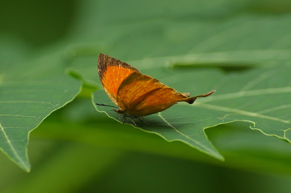 Loxura atymnus continentalis FRUHSTORFER, 1912, mâle. Jinghong (Xichuangbanna, Yunnan), 28 août 2010. Photo : J.-M. Gayman