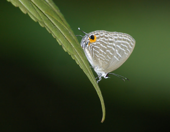 Jamides celeno CRAMER, 1775. Jinghong (Xichuangbanna, Yunnan), 28 août 2010. Photo : J.-M. Gayman