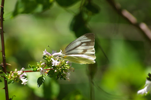 Artogeia melete MÉNÉTRIÈS, 1857, femelle. Lac Lashi (2500 m) à l'ouest de Lijiang, 16 août 2010. Photo : J.-M. Gayman