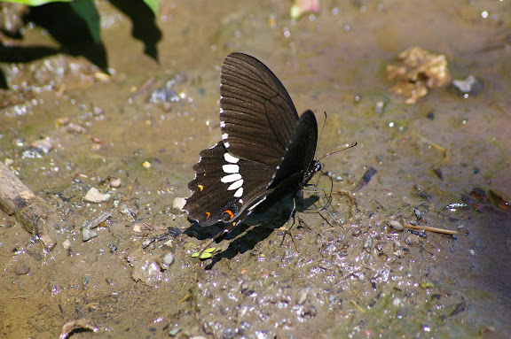 Papilio polytes LINNAEUS, 1758, mâle. Lac Lashi (2400 m, ouest de Lijiang, Yunnan), 16 août 2010. Photo : J.-M. Gayman