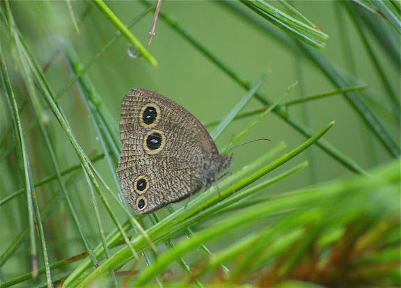 Ypthima motschulskyi BREMER & GREY, 1853 (??) Yulong (2700 m), au Nord de LIjiang (Yunnan), 21 août 2010. Photo : J.-M. Gayman