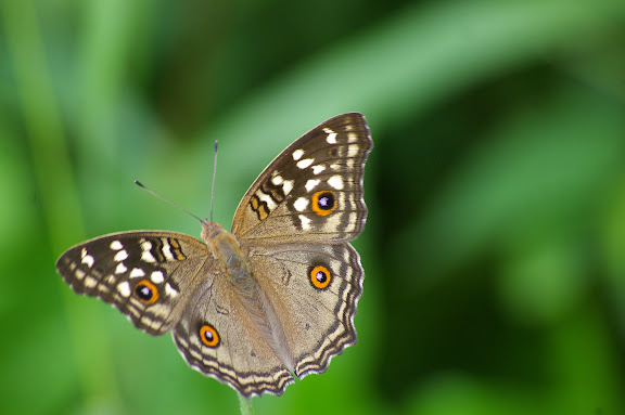 Junonia lemonias LINNAEUS, 1758. Cascade de Mandian, Xichuangbanna (Yunnan), 25 août 2010. Photo : J.-M. Gayman