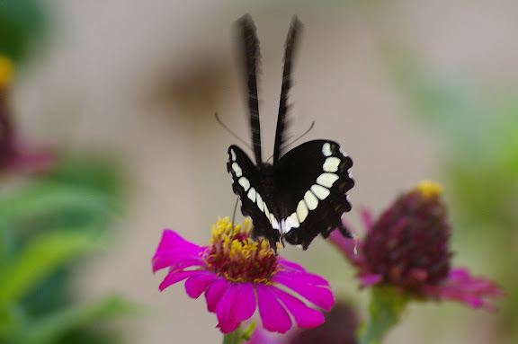 Papilio polytes LINNAEUS, 1758, mâle. Village de Mandian (Xichuangbanna, Yunnan), 25 août 2010. Photo : J.-M. Gayman