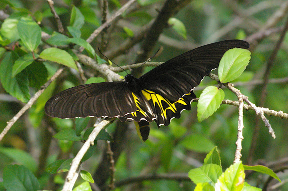 Troides helena cerberus, C. & R. FELDER, 1865, femelle (600 m). Jinghong, Xichuangbanna (Yunnan), 25 août 2010. Photo : J.-M. Gayman