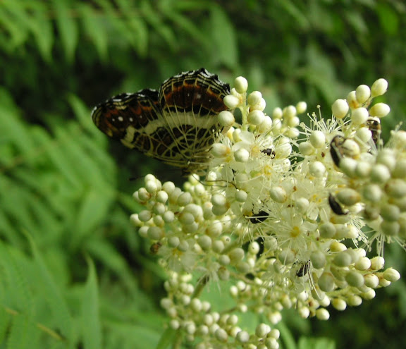 Rhopalocères de l'Oussouri (Primorye) - Araschnia burejana BREMER, 1861, mâle. Extrémité sud de la péninsule de Gamova, 30 juillet 2010. Photo : J. Michel