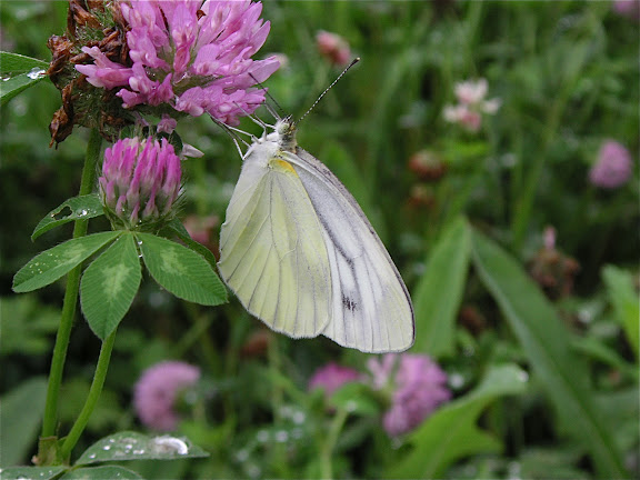 Rhopalocères de l'Oussouri (Primorye) - Pieris dulcinea dulcinea BUTLER, 1882. Romanovka, 18 juillet 2010. Photo : J. Michel