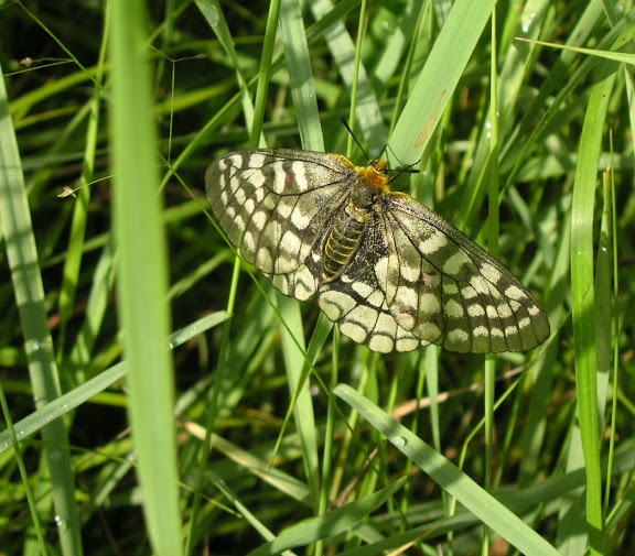Rhopalocères de l'Oussouri (Primorye) - Parnassius eversmanni MÉNÉTRIÈS, 1855, femelle (700 m). 10 km au nord de Krasnorechenskij près de Dal'negorsk, 25 juillet 2010. Photo : J. Michel