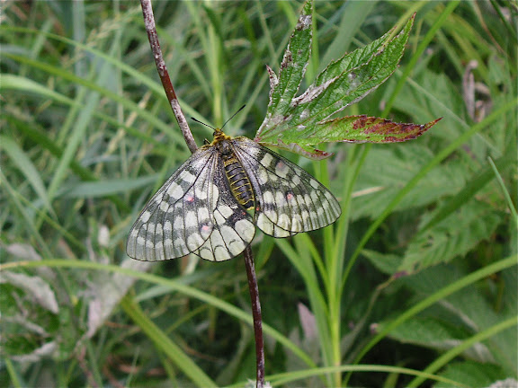 Parnassius eversmanni MÉNÉTRIÈS, 1855, femelle. 10 km au nord de Krasnorechenskij près de Dal'negorsk, 25 juillet 2010. Photo : J. Michel