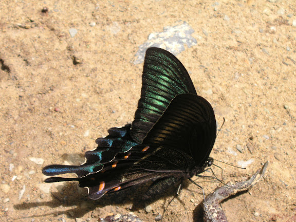 Rhopalocères de l'Oussouri (Primorye) - Papilio maackii MÉNÉTRIÈS, 1859. 6 km au sud d'Anisimovka, 19 juillet 2010. Photo : J. Michel
